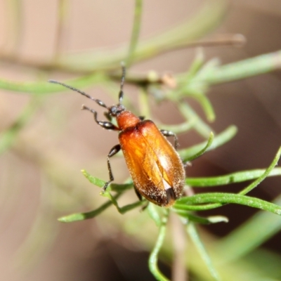 Ecnolagria grandis (Honeybrown beetle) at Red Hill Nature Reserve - 26 Oct 2021 by LisaH