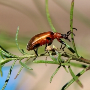 Ecnolagria grandis at Red Hill, ACT - 27 Oct 2021