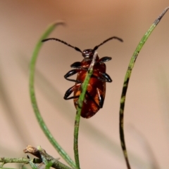 Ecnolagria grandis at Red Hill, ACT - 27 Oct 2021