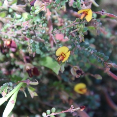 Bossiaea buxifolia (Matted Bossiaea) at Red Hill Nature Reserve - 27 Oct 2021 by LisaH