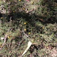 Bossiaea buxifolia at Deakin, ACT - 27 Oct 2021 12:33 PM