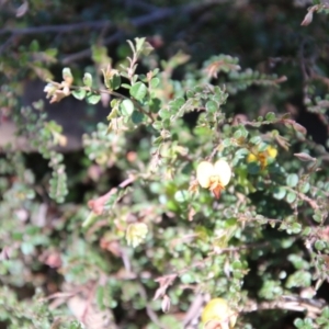 Bossiaea buxifolia at Deakin, ACT - 27 Oct 2021