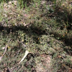 Bossiaea buxifolia at Deakin, ACT - 27 Oct 2021 12:33 PM