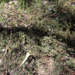 Bossiaea buxifolia at Deakin, ACT - 27 Oct 2021