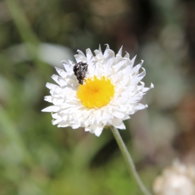 Leucochrysum albicans subsp. tricolor (Hoary Sunray) at Red Hill Nature Reserve - 31 Oct 2021 by LisaH