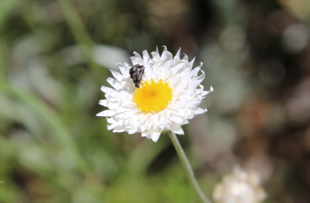 Leucochrysum albicans subsp. tricolor at Deakin, ACT - 31 Oct 2021