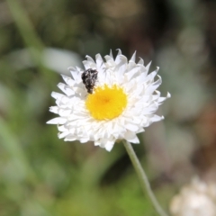 Leucochrysum albicans subsp. tricolor (Hoary Sunray) at Deakin, ACT - 31 Oct 2021 by LisaH
