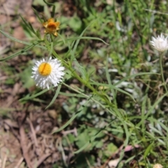 Leucochrysum albicans subsp. tricolor at Deakin, ACT - 31 Oct 2021