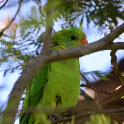 Polytelis swainsonii (Superb Parrot) at Hughes, ACT - 31 Oct 2021 by LisaH