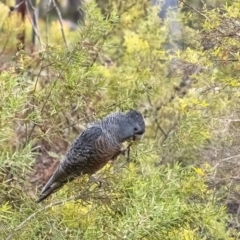 Callocephalon fimbriatum (Gang-gang Cockatoo) at Wingecarribee Local Government Area - 25 Oct 2021 by Aussiegall