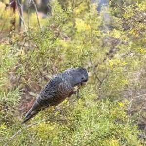 Callocephalon fimbriatum at Penrose, NSW - 25 Oct 2021