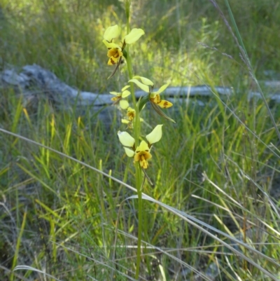 Diuris sulphurea (Tiger Orchid) at The Pinnacle - 30 Oct 2021 by WendyW