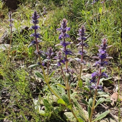 Ajuga australis (Austral Bugle) at Molonglo River Reserve - 31 Oct 2021 by BronwynCollins