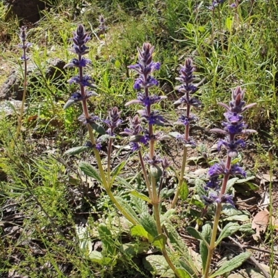 Ajuga australis (Austral Bugle) at Lower Molonglo - 31 Oct 2021 by BronwynCollins