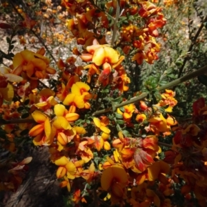 Mirbelia oxylobioides at Molonglo Valley, ACT - 31 Oct 2021