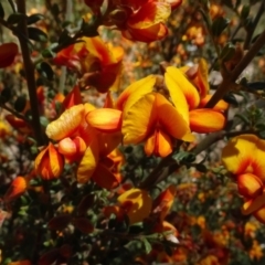 Mirbelia oxylobioides at Molonglo Valley, ACT - 31 Oct 2021