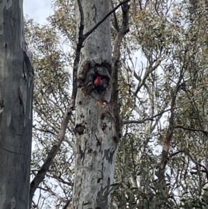 Callocephalon fimbriatum at Bruce, ACT - suppressed