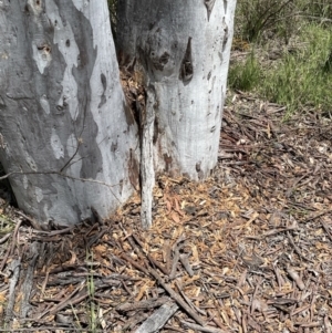 Callocephalon fimbriatum at Bruce, ACT - suppressed