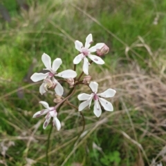 Burchardia umbellata (Milkmaids) at Forde, ACT - 28 Oct 2021 by gregbaines