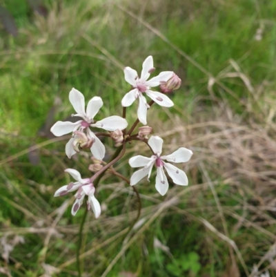 Burchardia umbellata (Milkmaids) at Forde, ACT - 29 Oct 2021 by gregbaines