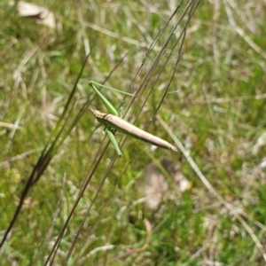 Keyacris scurra at Forde, ACT - 29 Oct 2021 01:14 PM