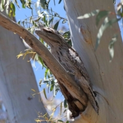 Podargus strigoides (Tawny Frogmouth) at ANBG - 31 Oct 2021 by TimL