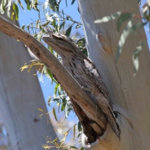 Podargus strigoides at Acton, ACT - 31 Oct 2021