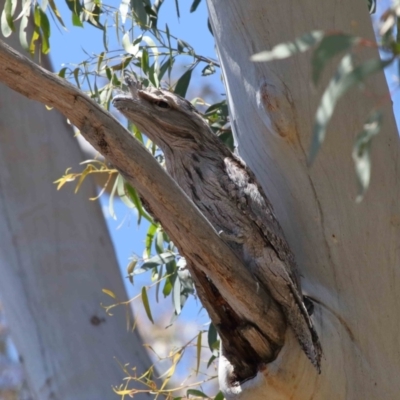 Podargus strigoides (Tawny Frogmouth) at Acton, ACT - 31 Oct 2021 by TimL