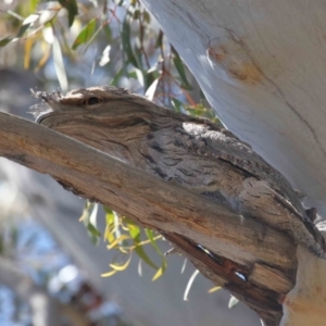 Podargus strigoides at Acton, ACT - 31 Oct 2021