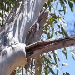 Podargus strigoides at Acton, ACT - 31 Oct 2021