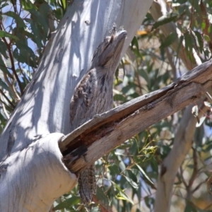 Podargus strigoides at Acton, ACT - 31 Oct 2021