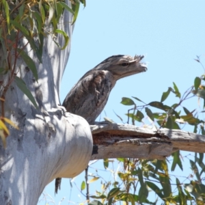 Podargus strigoides at Acton, ACT - 31 Oct 2021