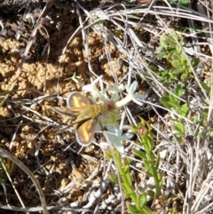 Taractrocera papyria (White-banded Grass-dart) at Breadalbane, NSW - 31 Oct 2021 by gregbaines