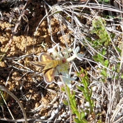 Taractrocera papyria (White-banded Grass-dart) at Breadalbane, NSW - 31 Oct 2021 by gregbaines