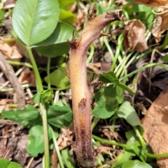 Orobanche minor (Broomrape) at Watson, ACT - 1 Nov 2021 by BillieF