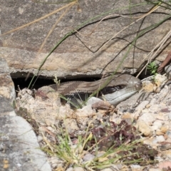 Tiliqua scincoides scincoides (Eastern Blue-tongue) at ANBG - 30 Oct 2021 by TimL