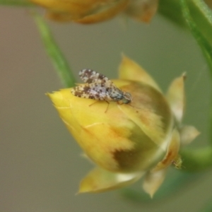 Tephritidae sp. (family) at Hughes, ACT - 1 Nov 2021 10:50 AM