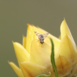 Tephritidae sp. (family) at Hughes, ACT - 1 Nov 2021 10:50 AM