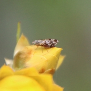 Tephritidae sp. (family) at Hughes, ACT - 1 Nov 2021 10:50 AM