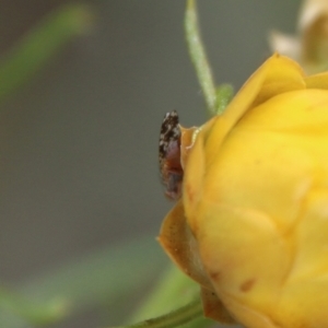 Tephritidae sp. (family) at Hughes, ACT - 1 Nov 2021 10:50 AM