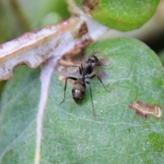 Camponotus aeneopilosus (A Golden-tailed sugar ant) at Hughes, ACT - 1 Nov 2021 by LisaH