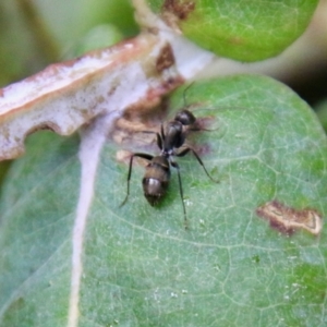 Camponotus aeneopilosus at Hughes, ACT - 1 Nov 2021 10:44 AM