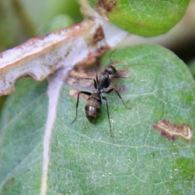 Camponotus aeneopilosus (A Golden-tailed sugar ant) at Red Hill to Yarralumla Creek - 31 Oct 2021 by LisaH