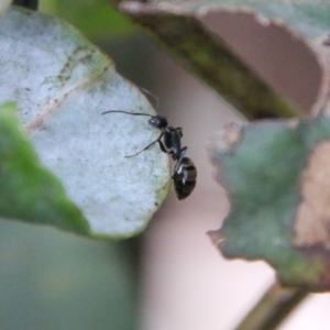 Camponotus aeneopilosus at Hughes, ACT - 1 Nov 2021