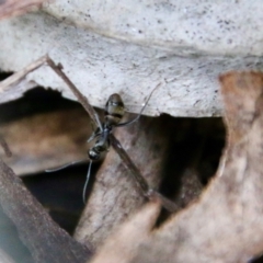 Camponotus aeneopilosus at Hughes, ACT - 1 Nov 2021