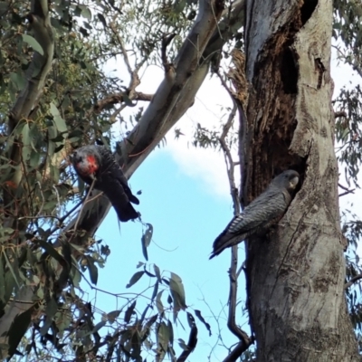 Callocephalon fimbriatum (Gang-gang Cockatoo) at Molonglo Valley, ACT - 30 Oct 2021 by CathB