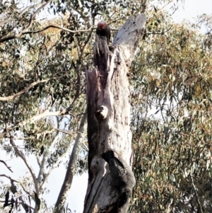 Callocephalon fimbriatum at Molonglo Valley, ACT - suppressed