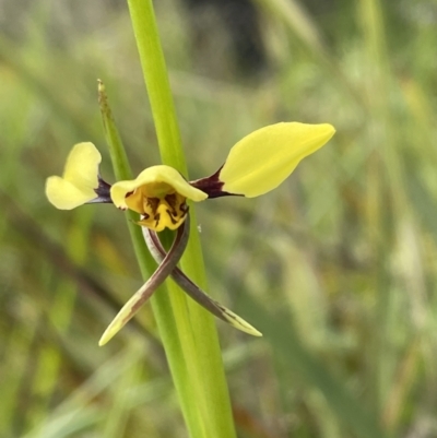 Diuris sulphurea (Tiger Orchid) at Bruce Ridge to Gossan Hill - 1 Nov 2021 by JVR