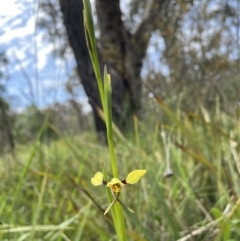 Diuris sulphurea at Bruce, ACT - 1 Nov 2021