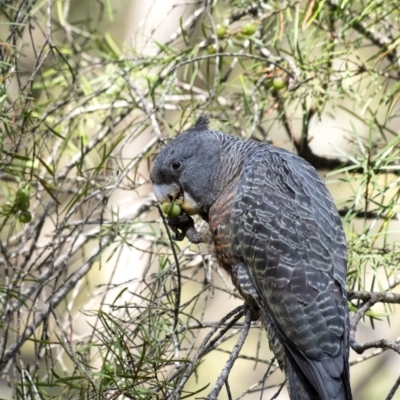 Callocephalon fimbriatum (Gang-gang Cockatoo) at Wingecarribee Local Government Area - 29 Oct 2021 by Aussiegall